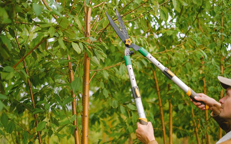 Tree trimming in South San Francisco, CA